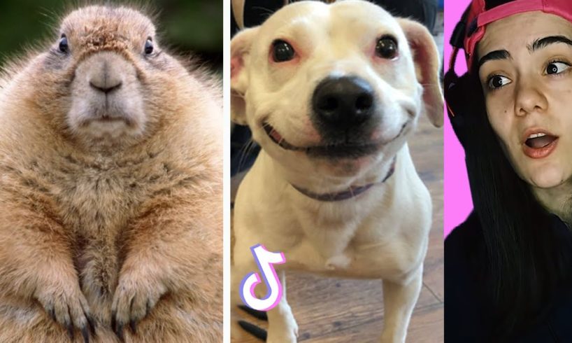 Reacting to the FUNNIEST ANIMALS ??