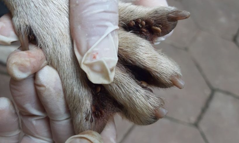 [ Rescue Dog ] How to remove ticks from dog #22