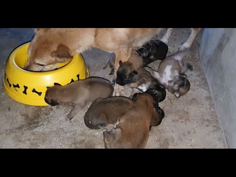 Save and feeding cute mama with cute puppies