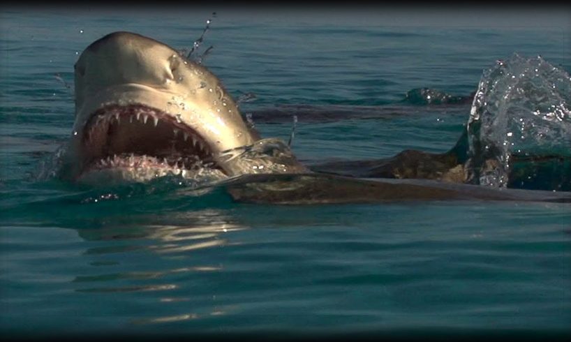 Shark Attack 01 - Shark vs Shark - Dangerous Animals