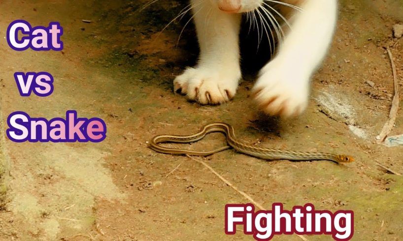 Snake vs cat fighting,who wins/ full hd animals fighting video