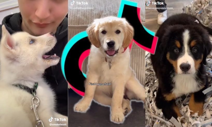 The Cutest Puppies On TikTok Compilation #3