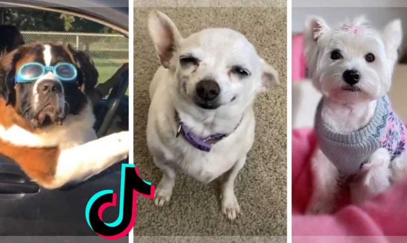 The Funniest Dogs and Cutest Puppies ~ Ultimate TikTok & Instagram Reels Compilation Video ?