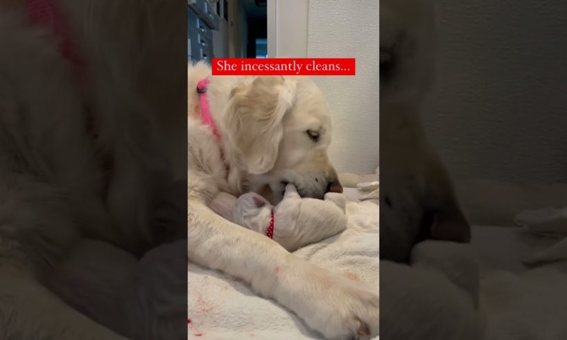 The best dog mom with the cutest puppies