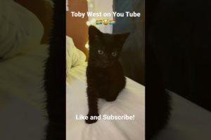 Toby West The cutest kitten on YouTube