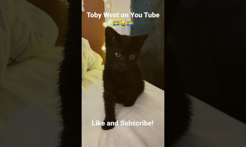 Toby West The cutest kitten on YouTube