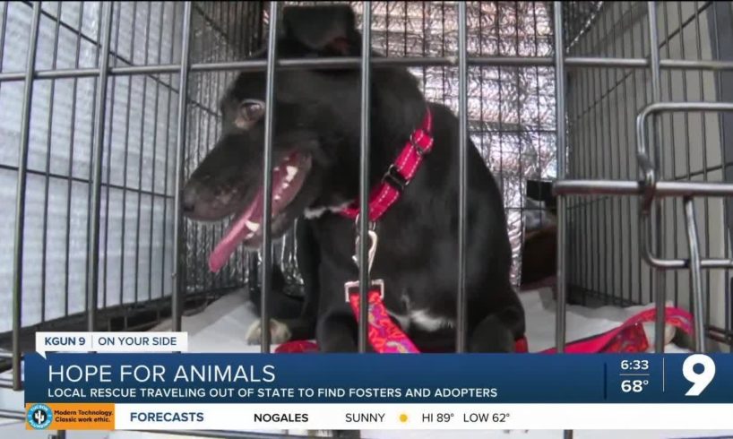 Tucson animal rescue looking in other states for fosters, adopters