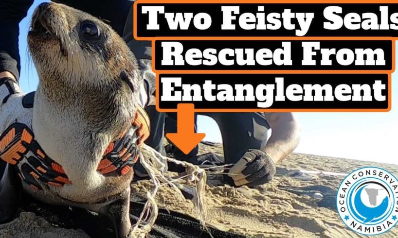 Two Feisty Seals Rescued From Entanglement