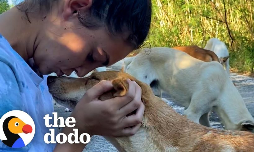 Two Girls Found a Dog Who Was Nursing Puppies – So They Kept Coming Back Every Day | The Dodo Heroes