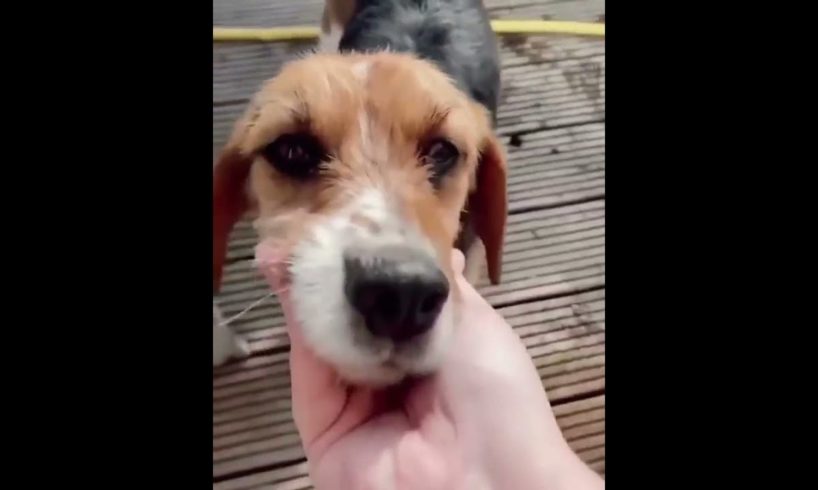 Wholesome rescue puppy | Dog Rescued Videos and Finds Love #shorts