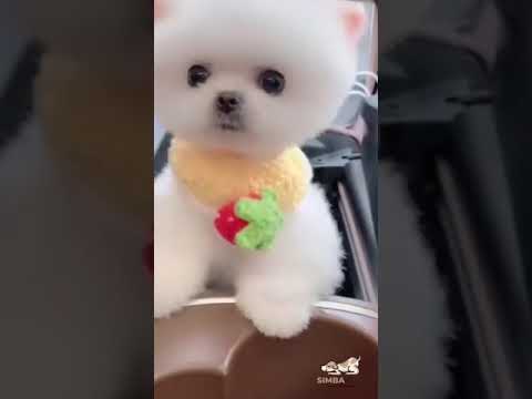 cute puppies - cute puppies doing funny things, cutest puppies in the worlds 2021 ♥ #223 cutest dogs