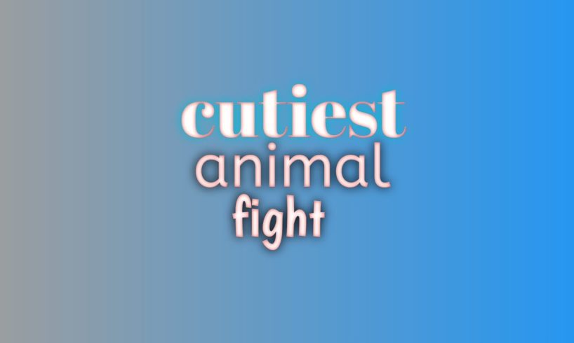 cutiest animal fight