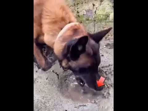 dog rescues fish 🐶❤🐟 #shorts