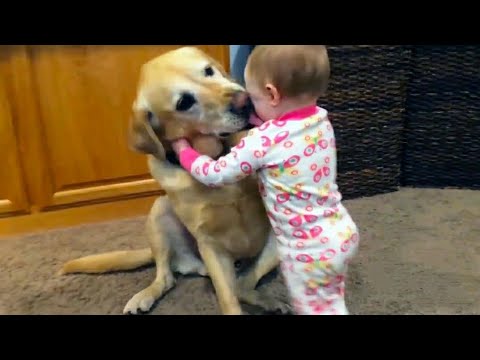 funny videos | animals playing with babies | funny monkeys | funny dogs and cats