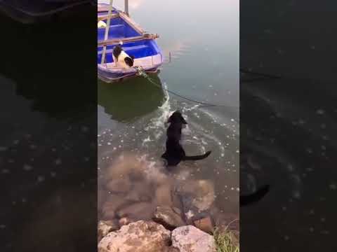 the dog rescues his friend from the boat (a true friend)