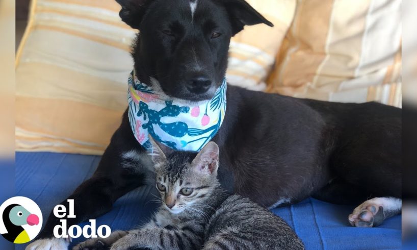 ¡Gatito deja de llorar cuando conoce a un perro callejero y trata de amamantarlo! | El Dodo