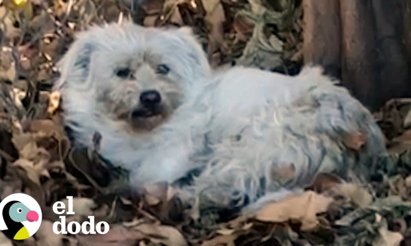 ¡Pequeña perrita vuelve locos a sus rescatistas durante 5 días! | El Dodo