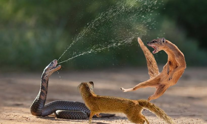 जानवरों की ऐसी लड़ाई कभी नहीं देखी होगी आपने  Craziest Animal Fights Caught On Camera