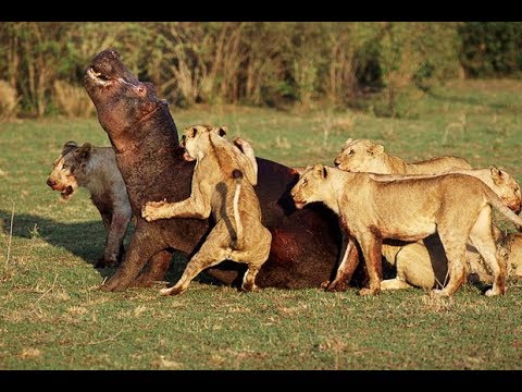 ᴴᴰ Most Amazing Wild Animal Fights?Big Battle Animals Real Fight Gorilla,Bear,Lion Fight HD 2017