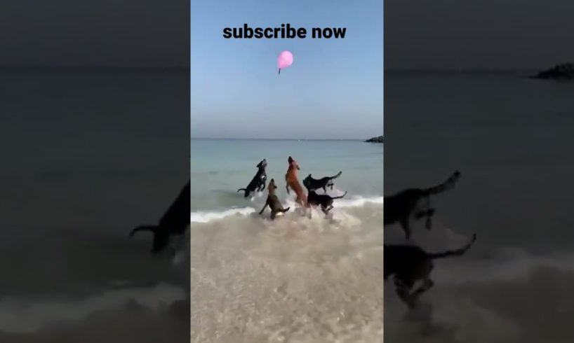 ‎Sweet Dog 🐕‎ ‎Dogs Playing with Balloons | mudassir animals point | #dog | #animals | #shorts