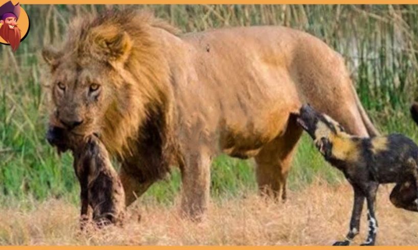 15 Merciless Moments When Male Lions Attack Their Prey