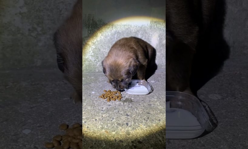 Daily Compilation  For Rescue Homeless Dogs and Cats, By Animals Hobbi 343