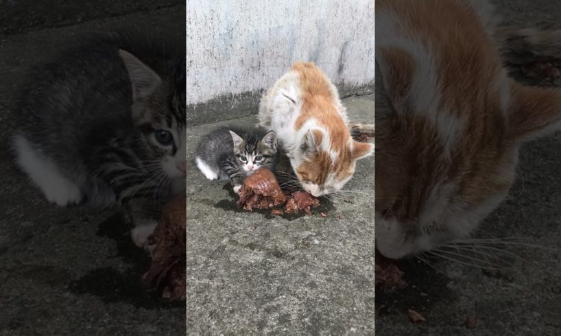 Daily Compilation  For Rescue Homeless Dogs and Cats, By Animals Hobbi 445