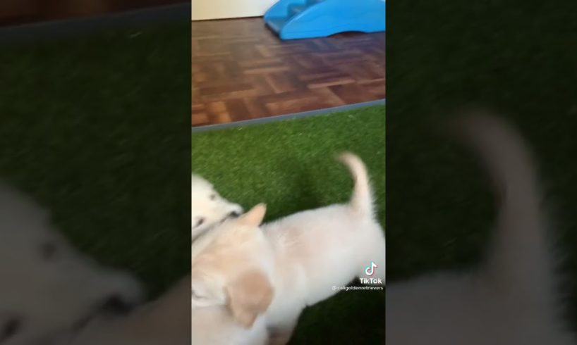 Cutest puppies battle 💕❤#cutepuppy #puppyvideos #crazypuppy #perritos #short #sweetpuppy