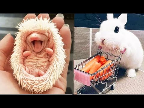 AWW SO CUTE! Cutest baby animals Videos Compilation Cute moment of the Animals - Cutest Animals #19