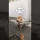 Daily Compilation  For Rescue Homeless Dogs and Cats, By Animals Hobbi 899