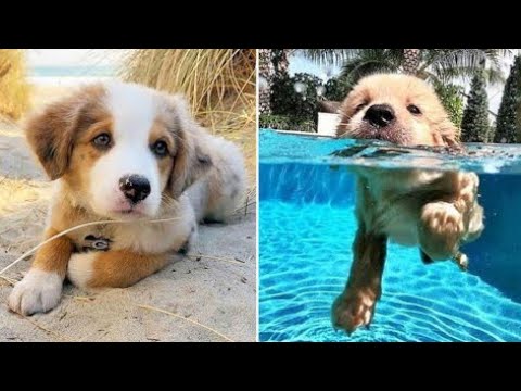 OMG CUTE BABY ANIMALS Videos Compilation CUTEST moment of the animals 🐶 Cute Puppies #31