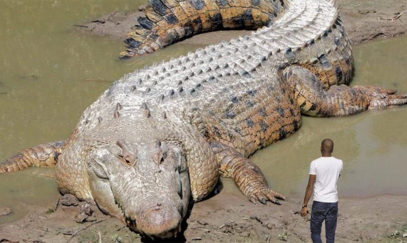 30 Biggest Animals Ever Captured !