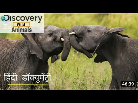 AMAZING ANIMALS - Hedgehog Animals Invincible When Facing Predators|discovery Wild animal fights