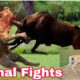 Animal Fights || The Greatest Fights In The Animal Kingdom