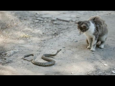 Animal fights caught on camera