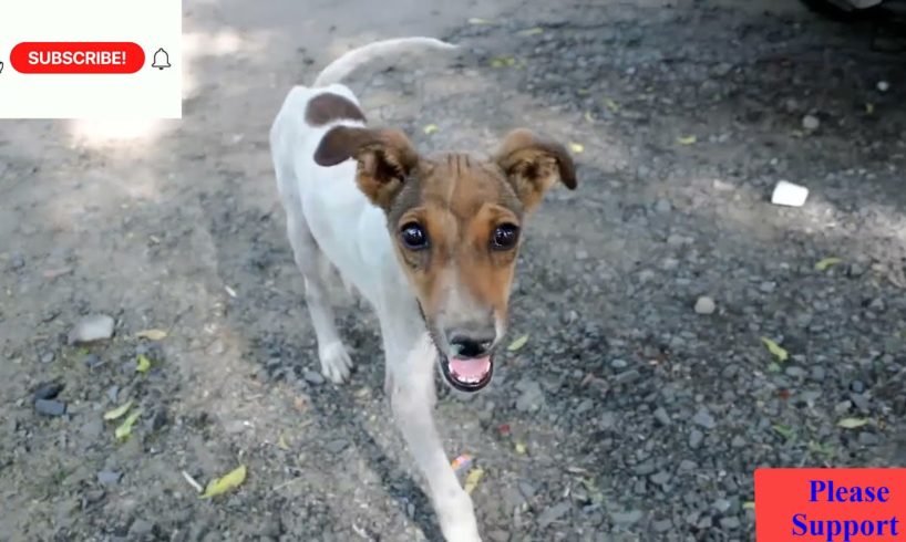 Animal rescues | Amazing Rescue of Puppy's jaw fractured by vehicle,