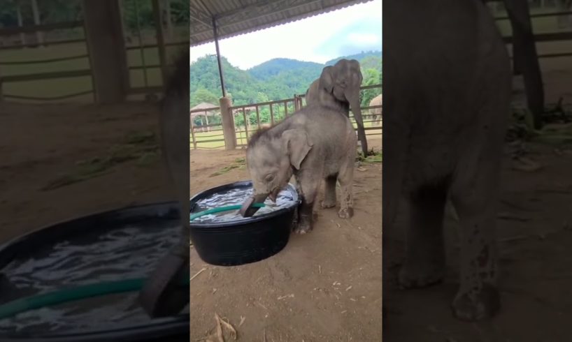 Baby elephant 🐘 playing water 💦 #amazing #animals #shorts