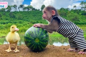 Bibi finds watermelon to feed the duckling