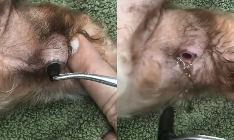 Botfly Removal From A Maltese Dog's Foot