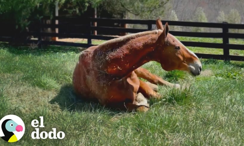 Caballo gigante rescatado disfruta de la jubilación después de 20 años de trabajo | El Dodo