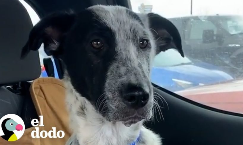 Cachorrita encontrada en el desierto se convierte en una perrita aventurera | El Dodo