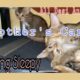 Cat And Dog Playing||Kitten||Cat||Dog||Feeling Sleepy||Shorts||All_Desi Animals||