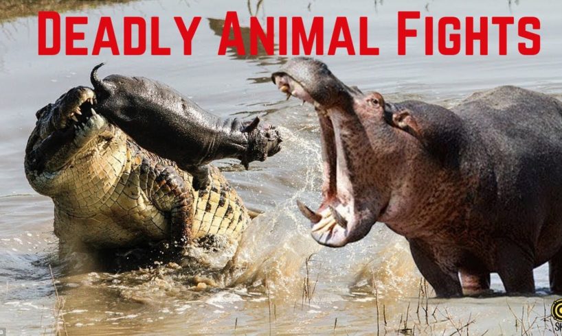 Crazy Animal Fights! Messing with the wrong kind