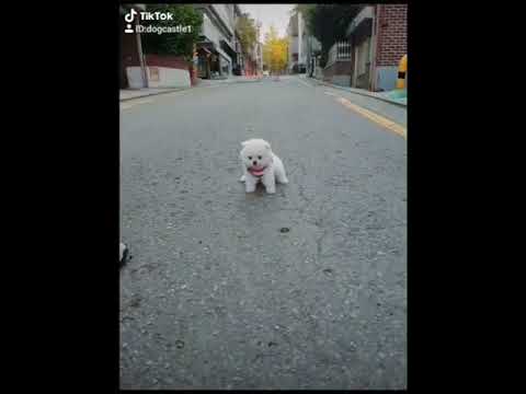 Cute Puppies Doing Funny Things|Cutest Puppies 2021#451.