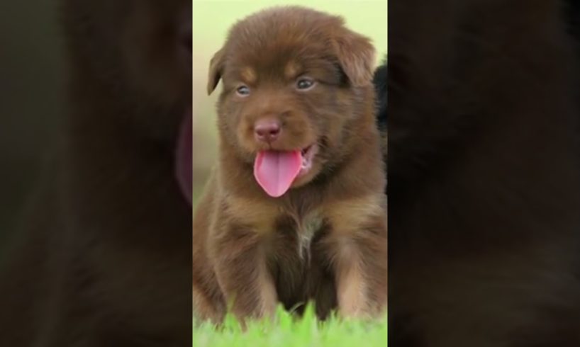 Cute #Puppy Baby #Dog Playing In The Green Park | #animals #dogs