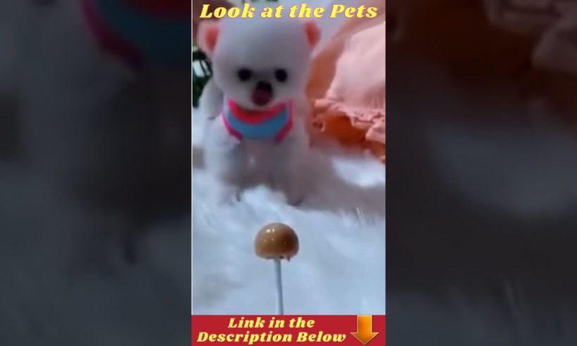 Cute TikTok Pets ♥ Cutest Pets