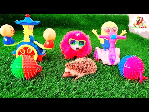 Cute and Adorable Hedgehog Plays with Toy, cutest and funny pets, Animals Kingdom #12