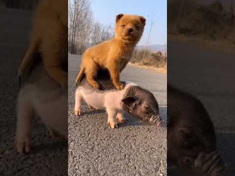 Cutest Puppies Compilation Dog Funny Things #shortvideos #FunnyShorts #338