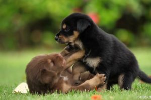 Cutest Puppies🐕🐕 Playing Status 💕 What's app Status 💕 4K Full Hd Video 💞