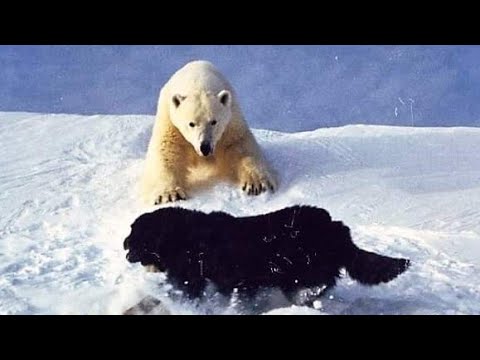 Dog vs Bear  Real fight | TOP 10 Animal Fights ( 2021)